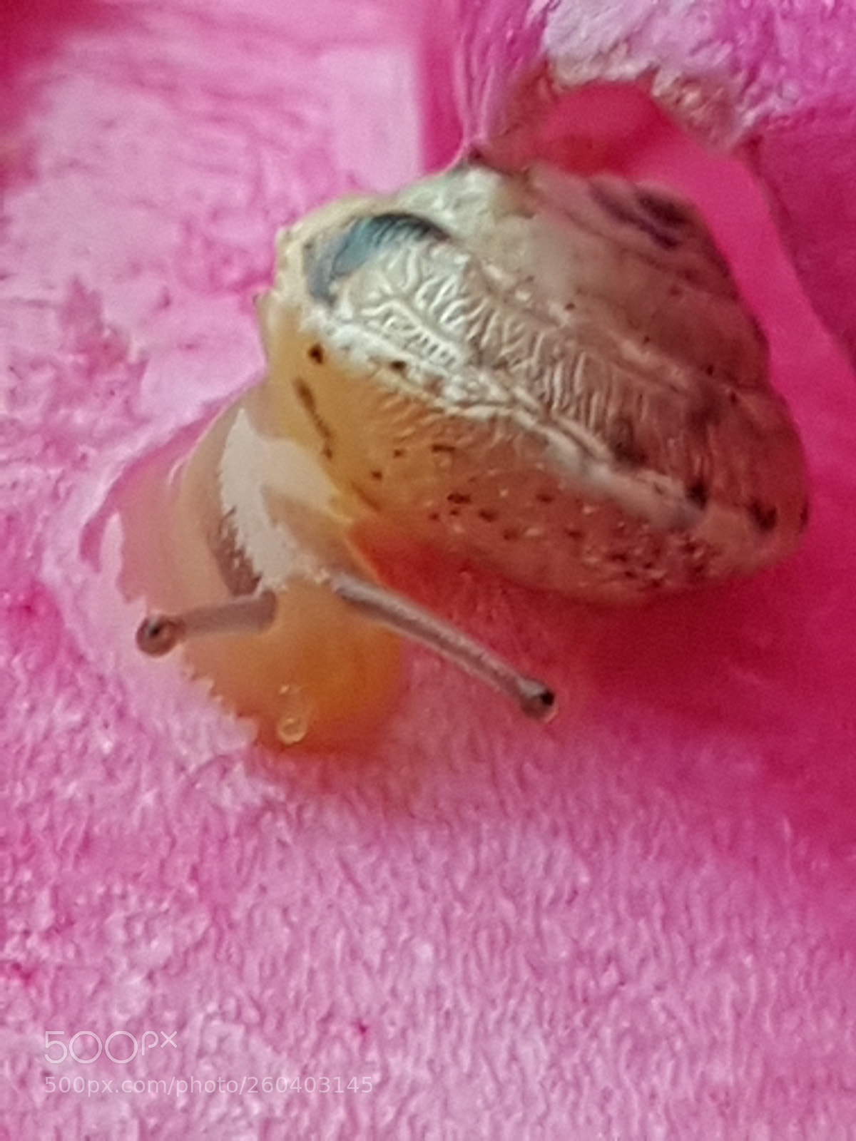 Samsung Galaxy S7 Edge sample photo. Snail on rose photography