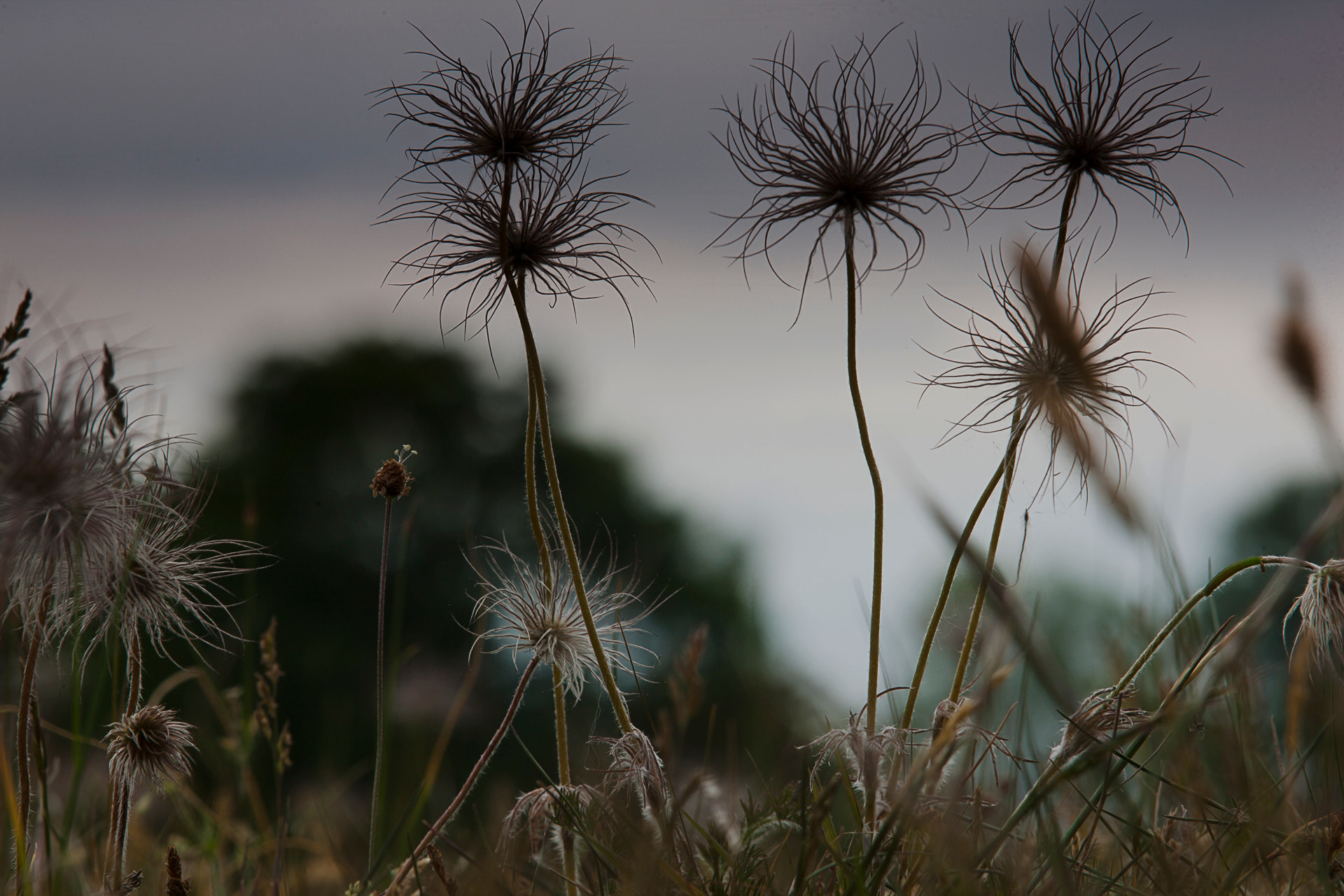 Canon EOS-1Ds Mark III sample photo. Pulsatilla vulgaris after the bloom photography