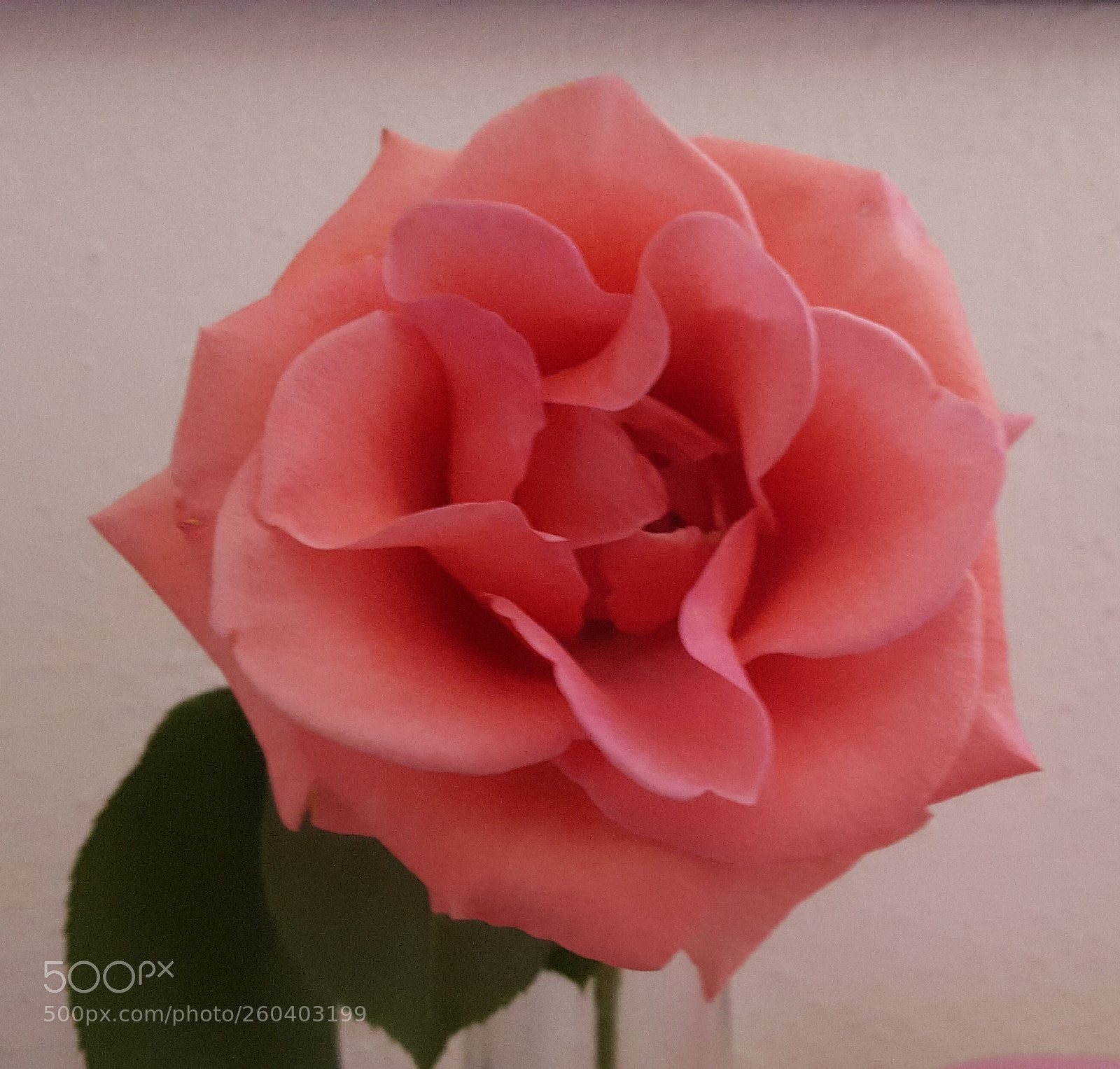 Samsung Galaxy S6 sample photo. Rose photography