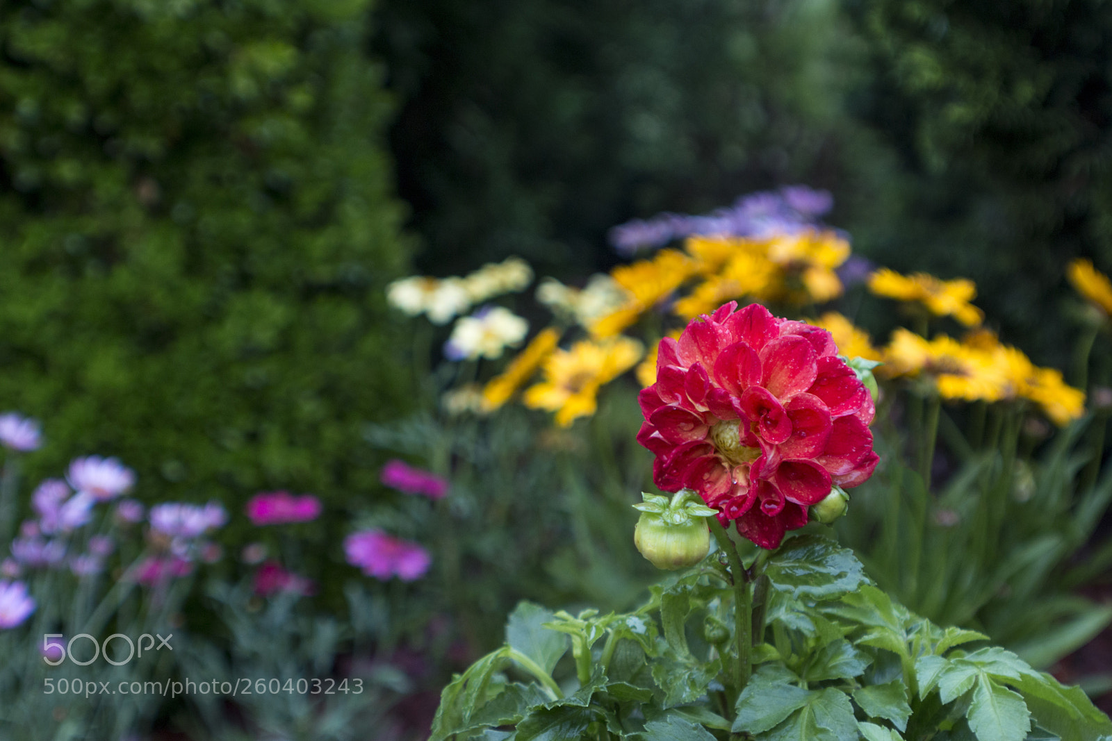 Canon EOS 70D sample photo. Dalia photography