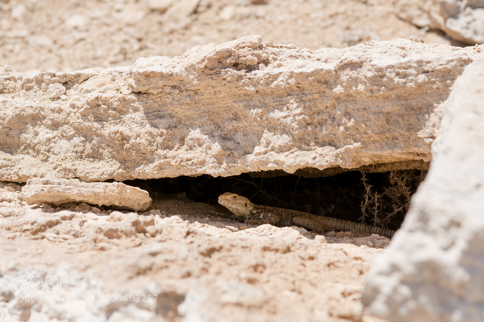 Nikon D7200 sample photo. Lizard photography