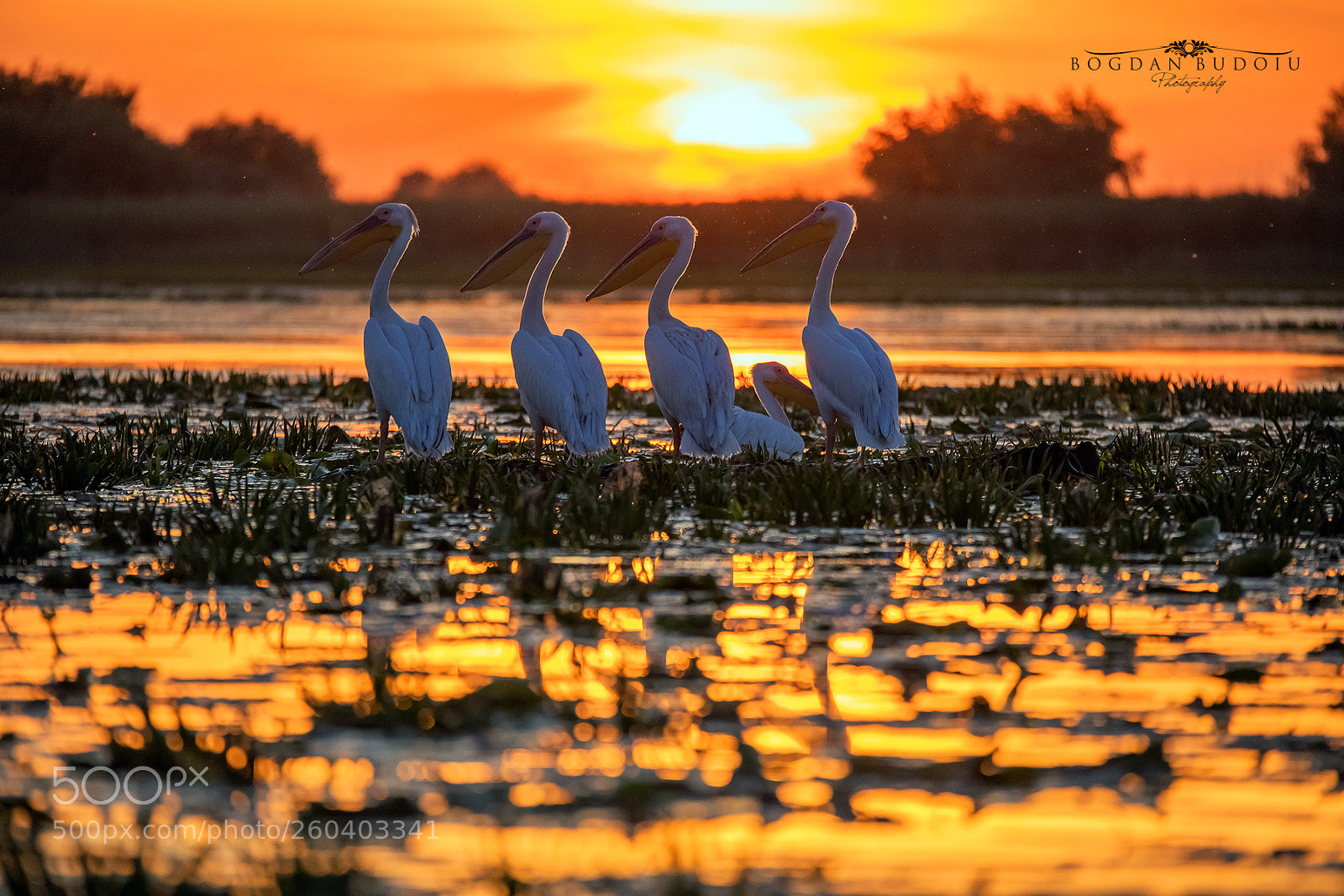 Canon EOS 5D Mark IV sample photo. Pelican sunset photography