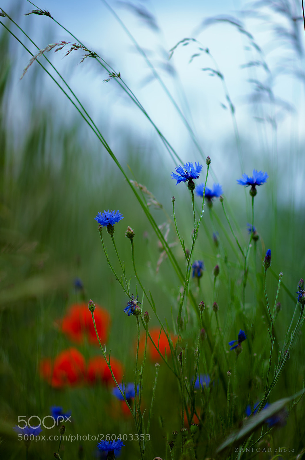 Nikon D7000 sample photo. Cornflowers photography
