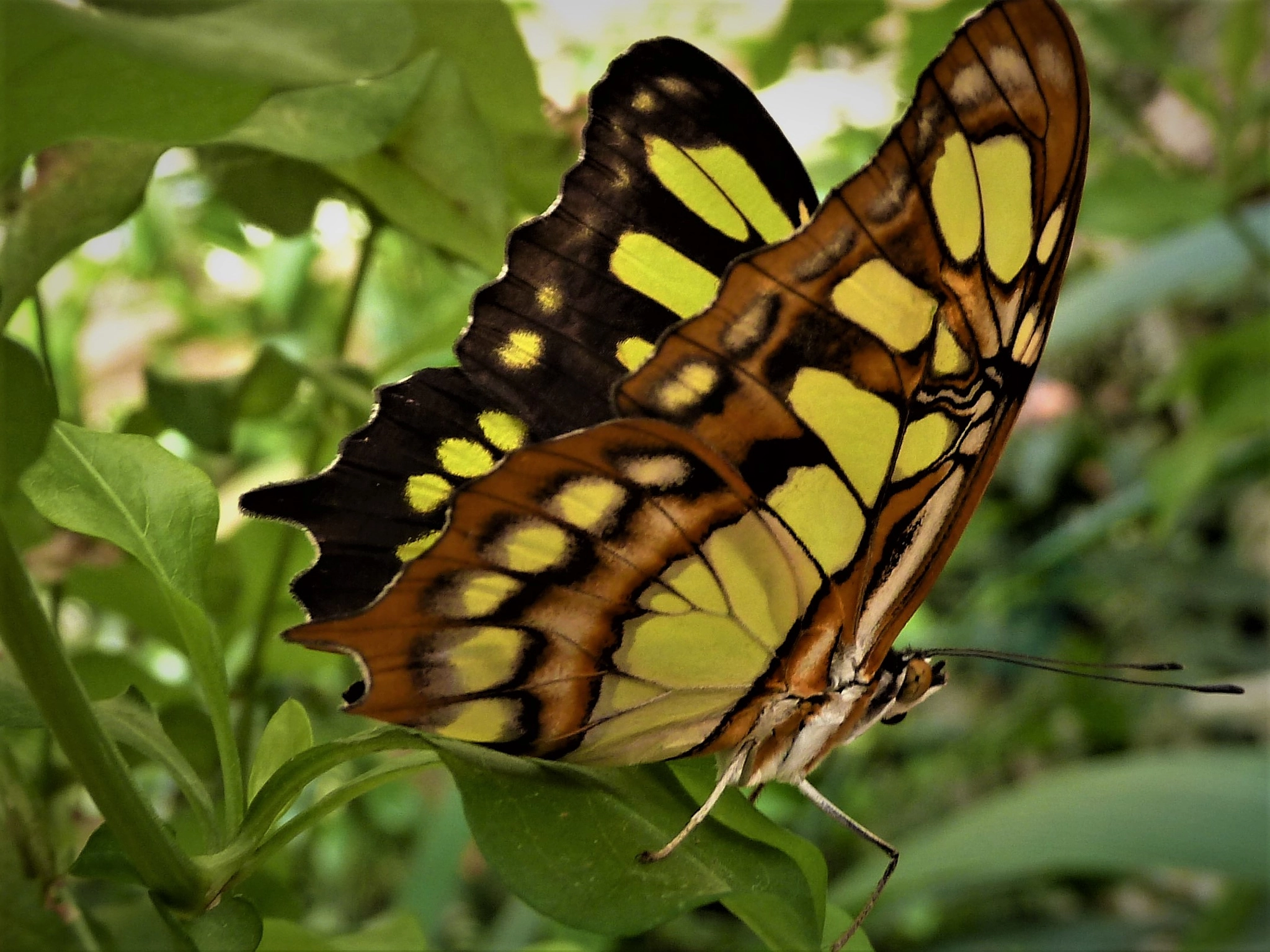 Panasonic Lumix DMC-ZS5 (Lumix DMC-TZ8) sample photo. Butterfly photography