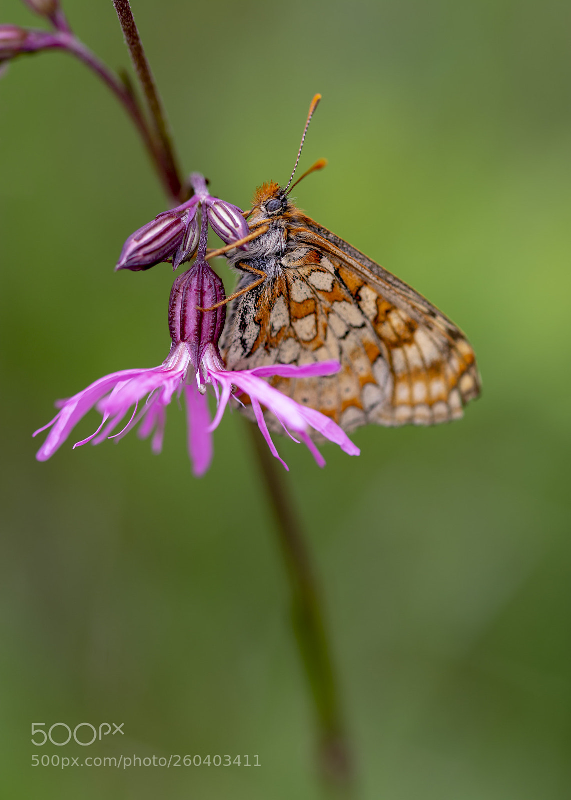 Nikon D7100 sample photo. Marsh fritillary photography