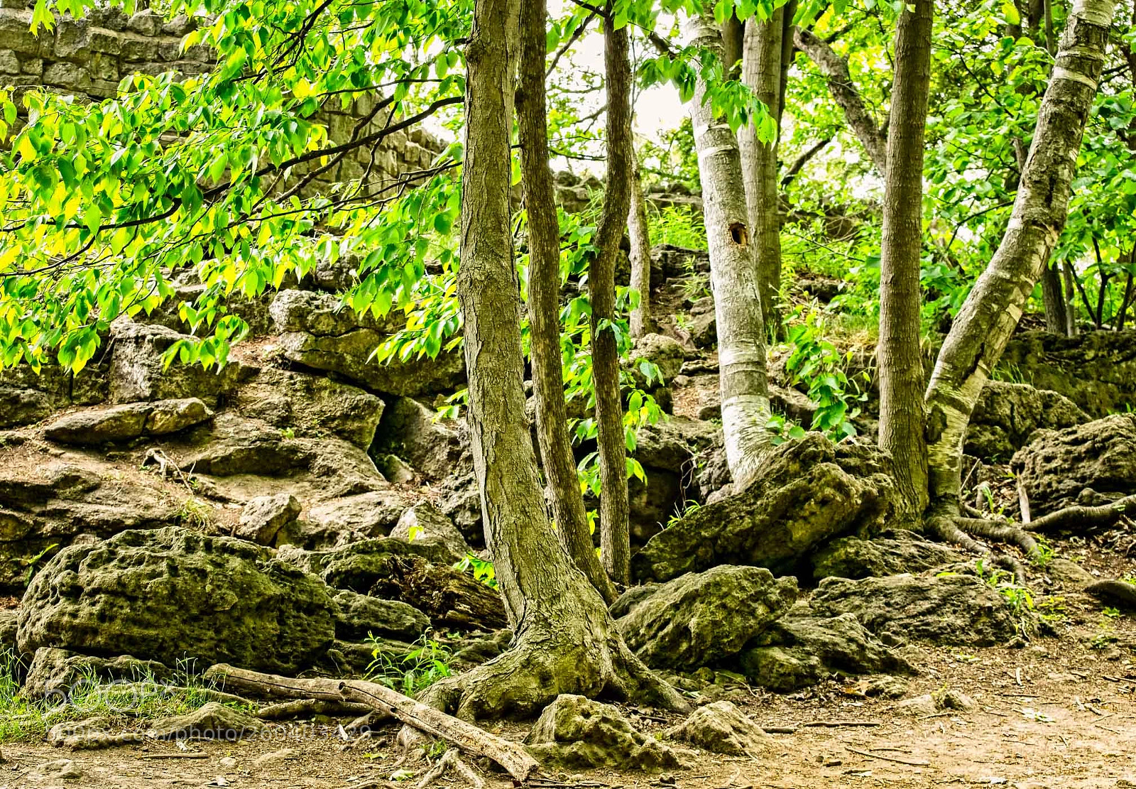 Sony a6000 sample photo. Clump of trees photography