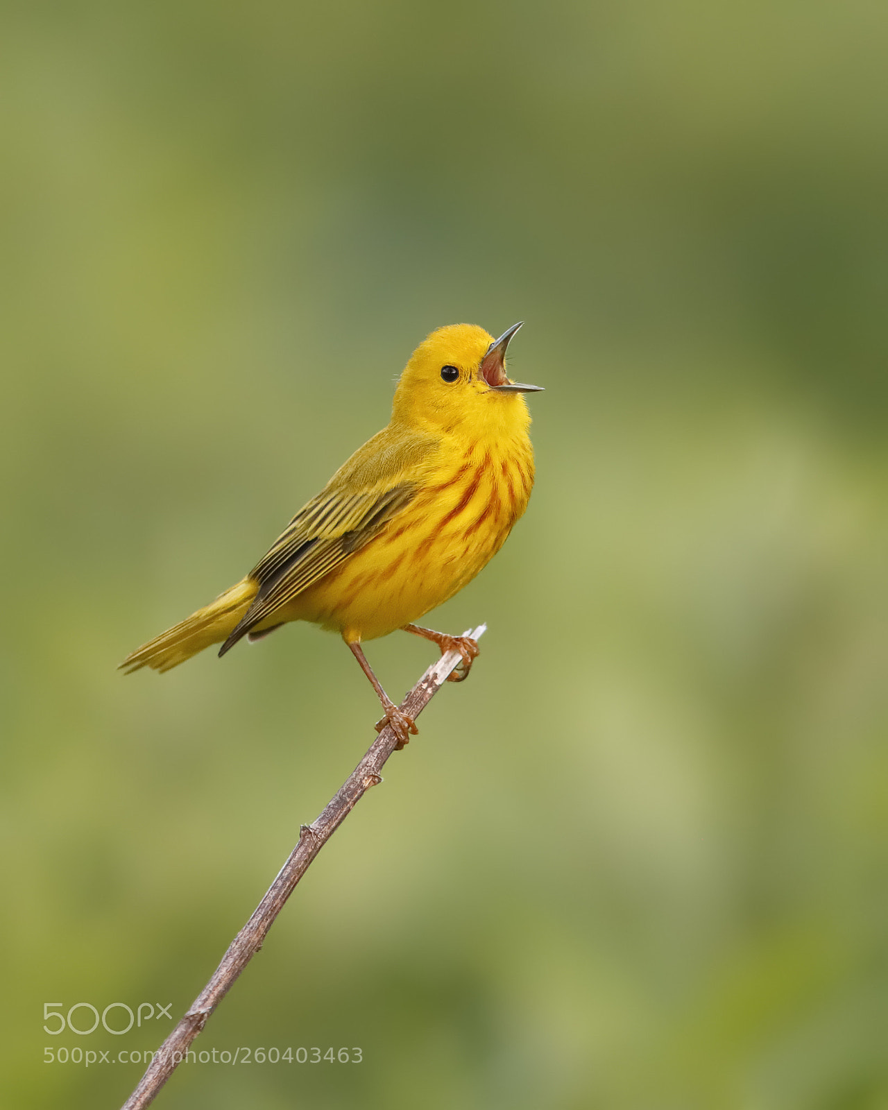 Canon EOS-1D X Mark II sample photo. Yellow warbler photography