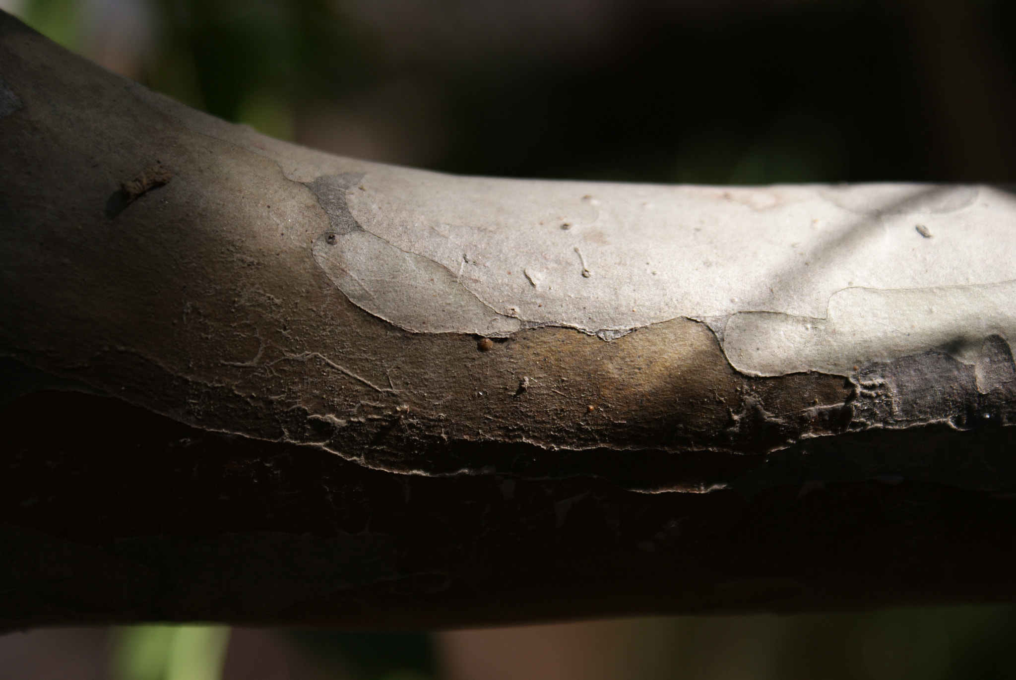 Sony DT 18-70mm F3.5-5.6 sample photo. Tronco photography