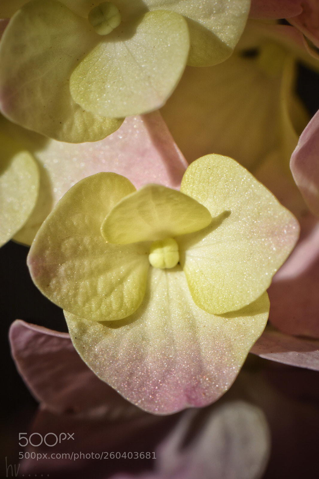 Nikon D7100 sample photo. Wild photography