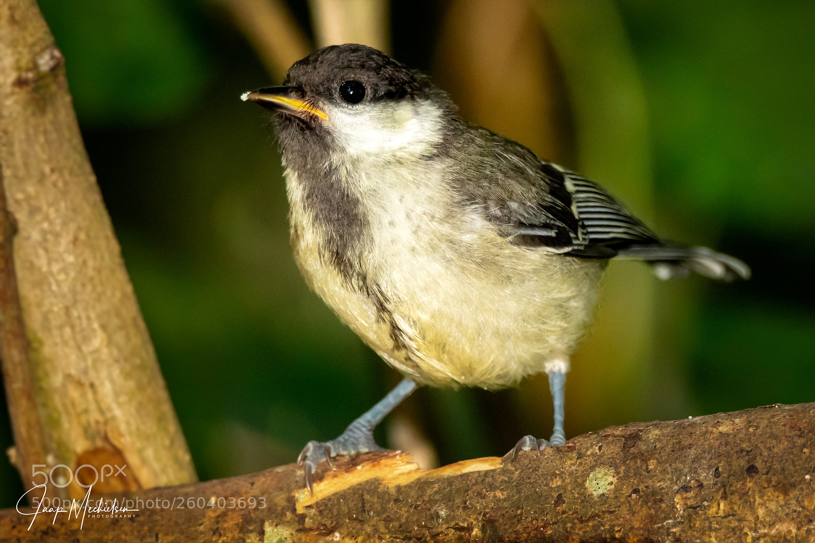 Canon EOS 7D Mark II sample photo. Juvenile great tit photography