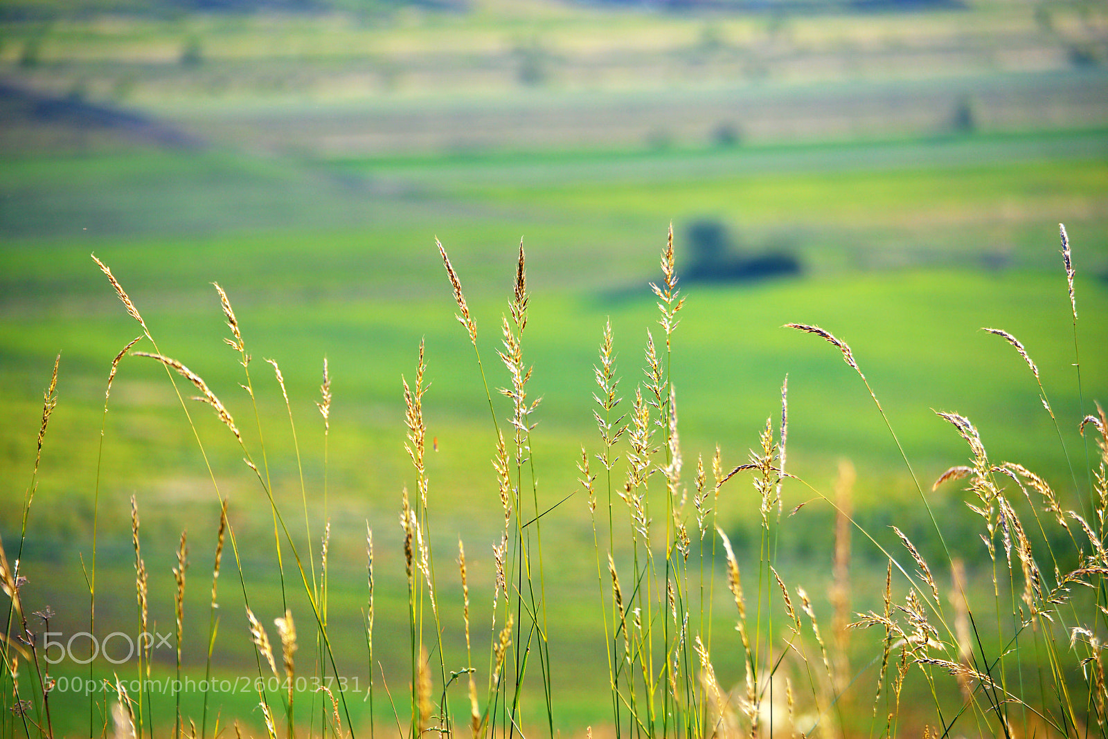 Nikon D800 sample photo. Bbb photography