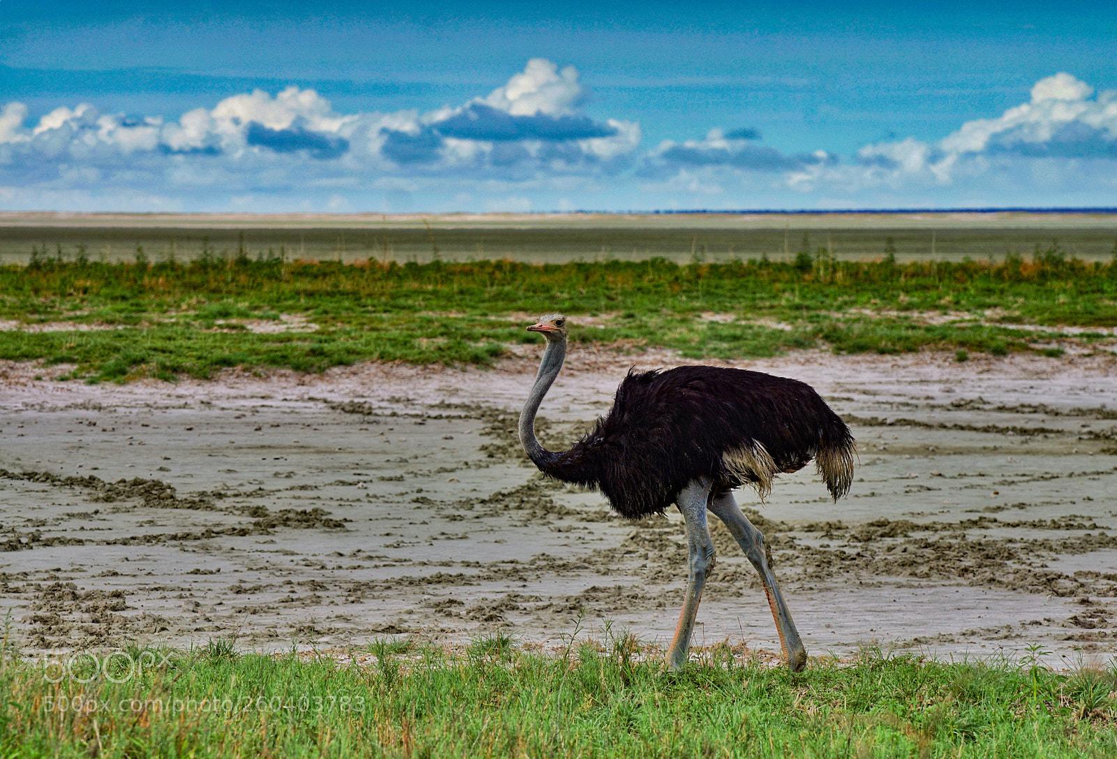 Sony SLT-A77 sample photo. Ostrich photography