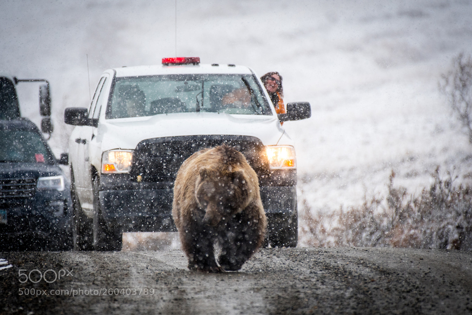 Nikon D500 sample photo. Grizzly bear stopping traffic photography