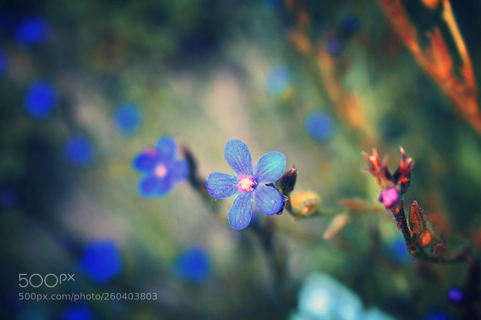 Nikon D3300 sample photo. After my heart photography