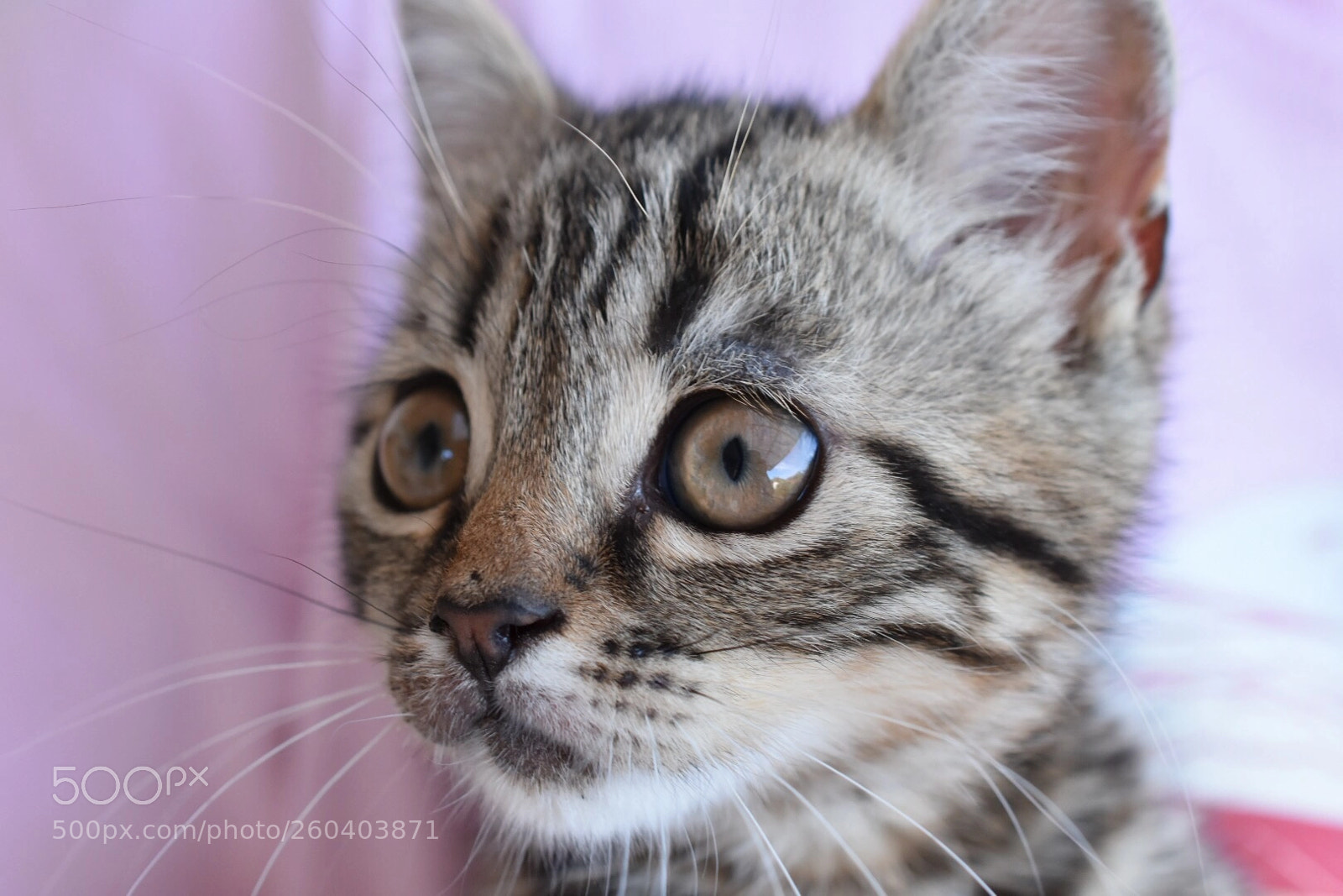 Nikon D7200 sample photo. Untitled photography