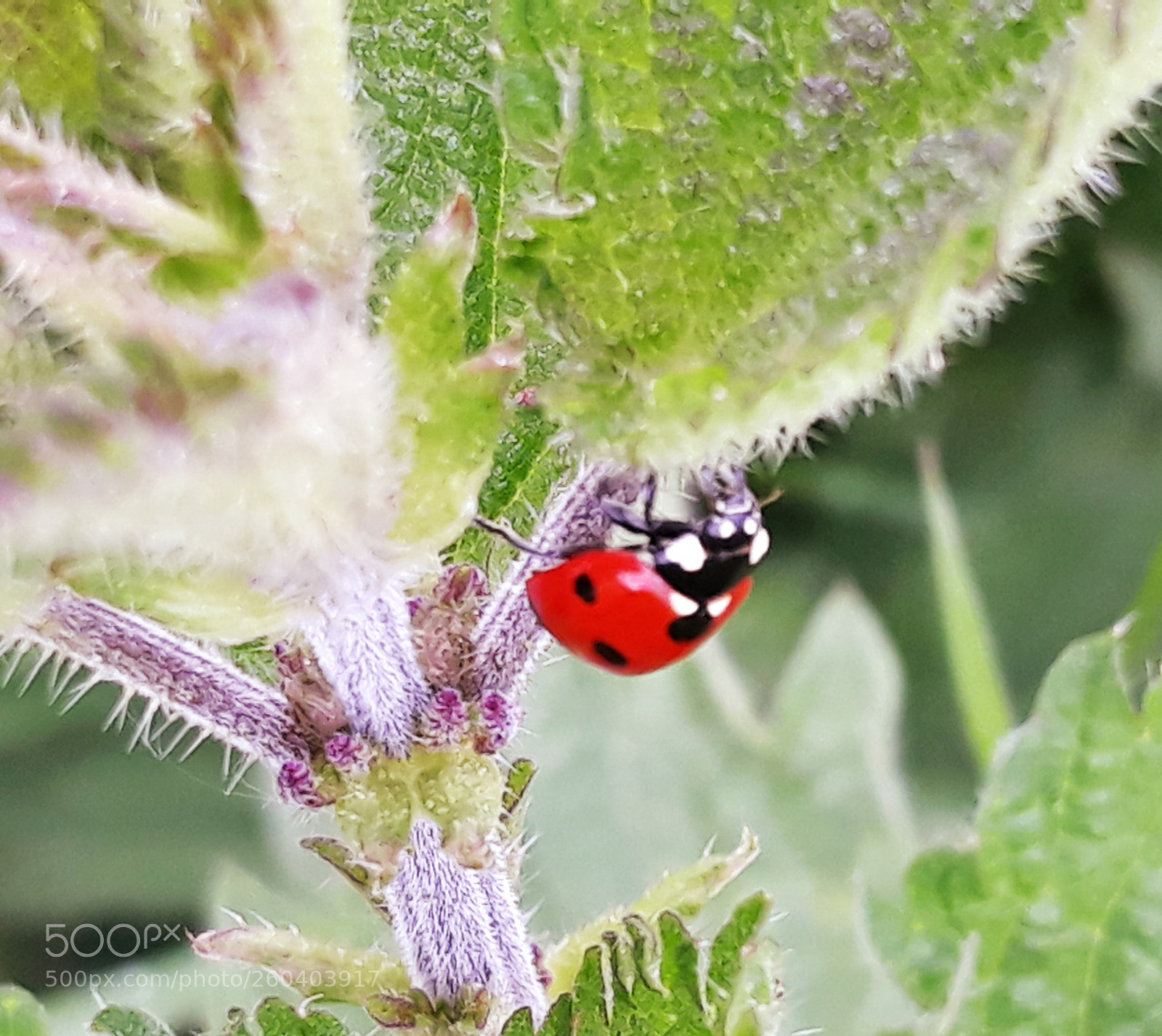 Samsung Galaxy J7 sample photo. Lady bug photography