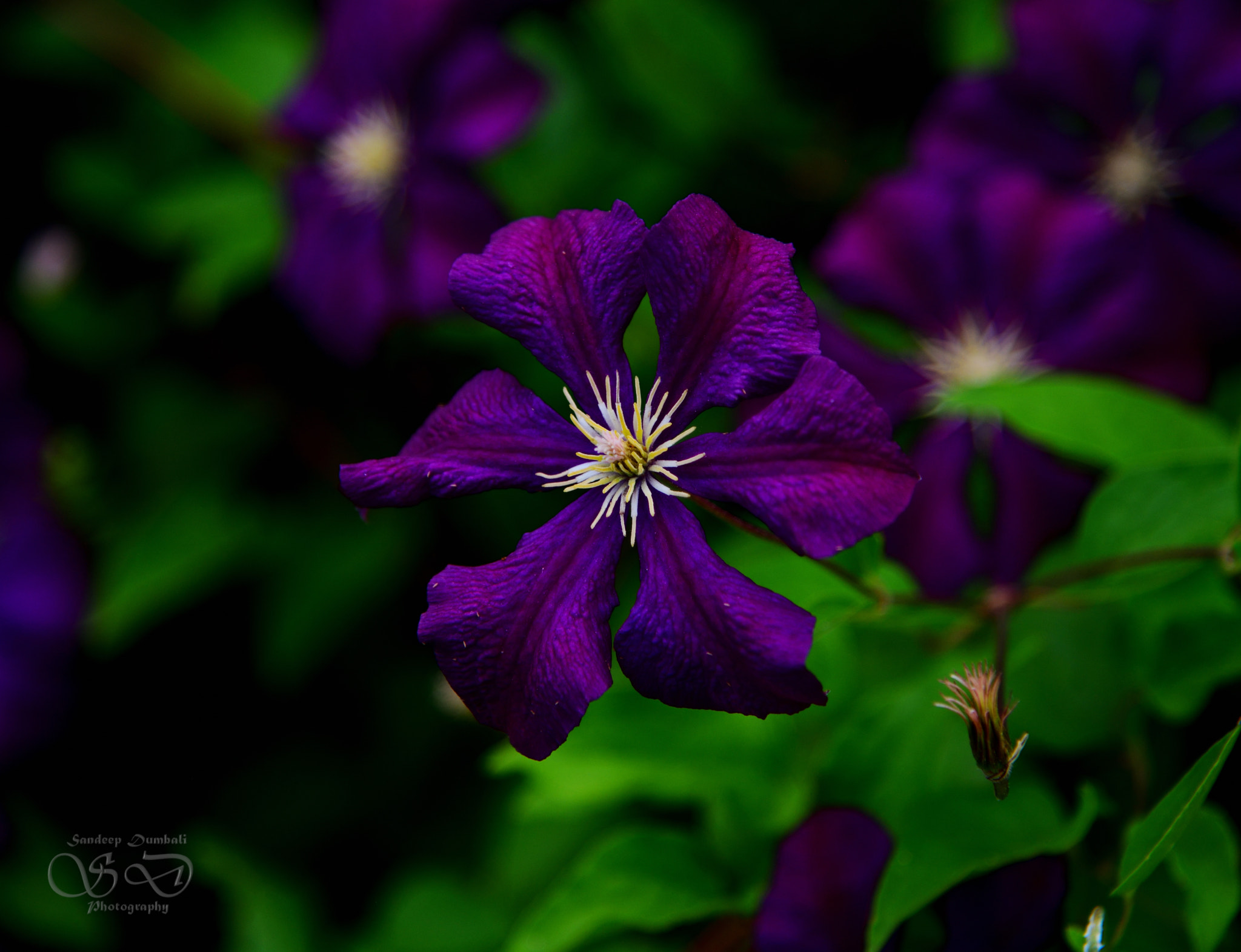Nikon AF-S Nikkor 24-120mm F4G ED VR sample photo. Vibrant efflorescence photography
