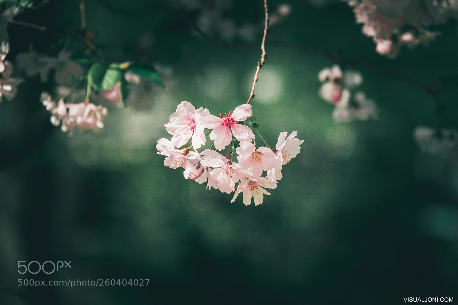 Canon EOS 7D sample photo. Spring photography