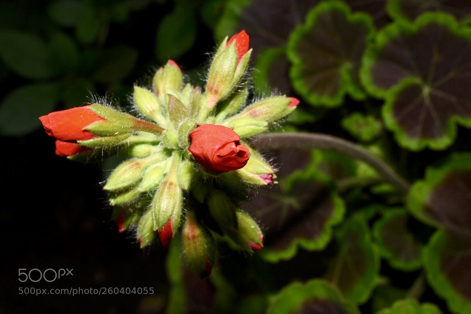 Nikon D7200 sample photo. Flower photography