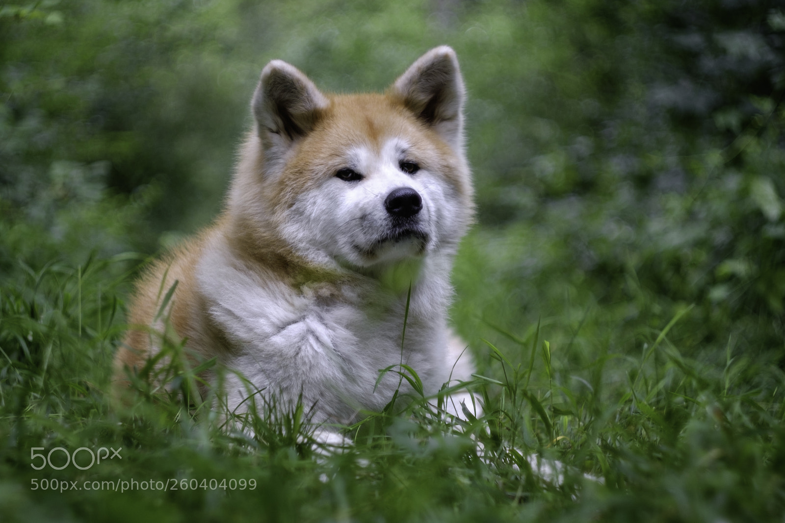 Fujifilm X-T10 sample photo. Tami helios photography