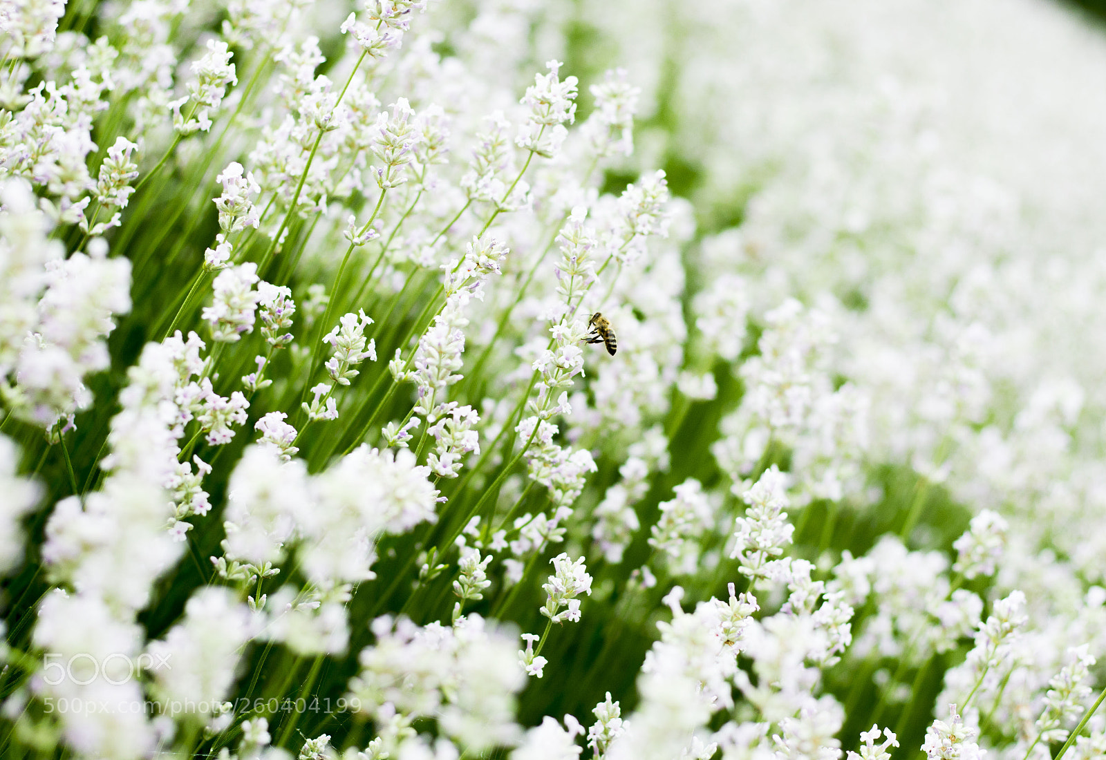 Canon EOS 700D (EOS Rebel T5i / EOS Kiss X7i) sample photo. White lavender field photography