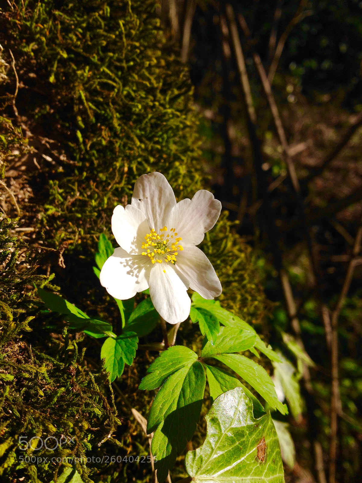 Apple iPhone 4S sample photo. Fullsizerender photography