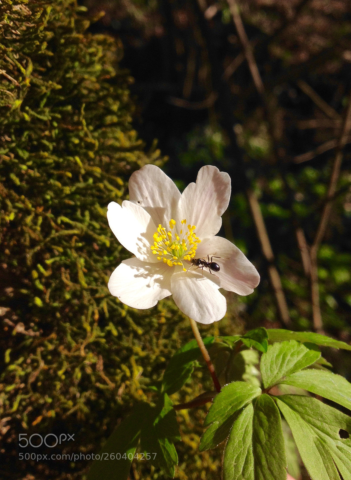 Apple iPhone 4S sample photo. Fullsizerender photography