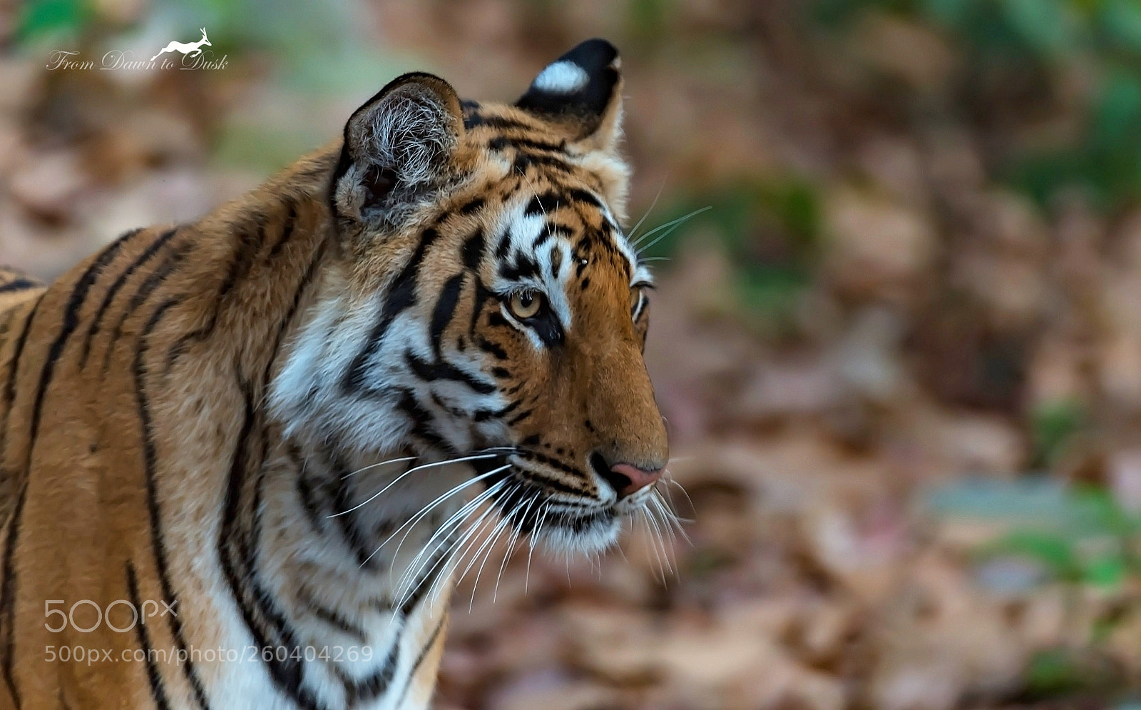 Nikon D750 sample photo. Watching intently photography