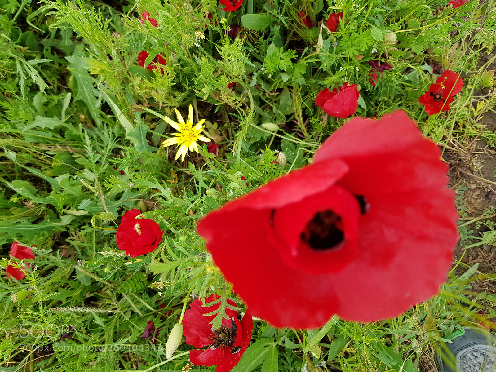 Samsung Galaxy S8 sample photo. Untitled photography