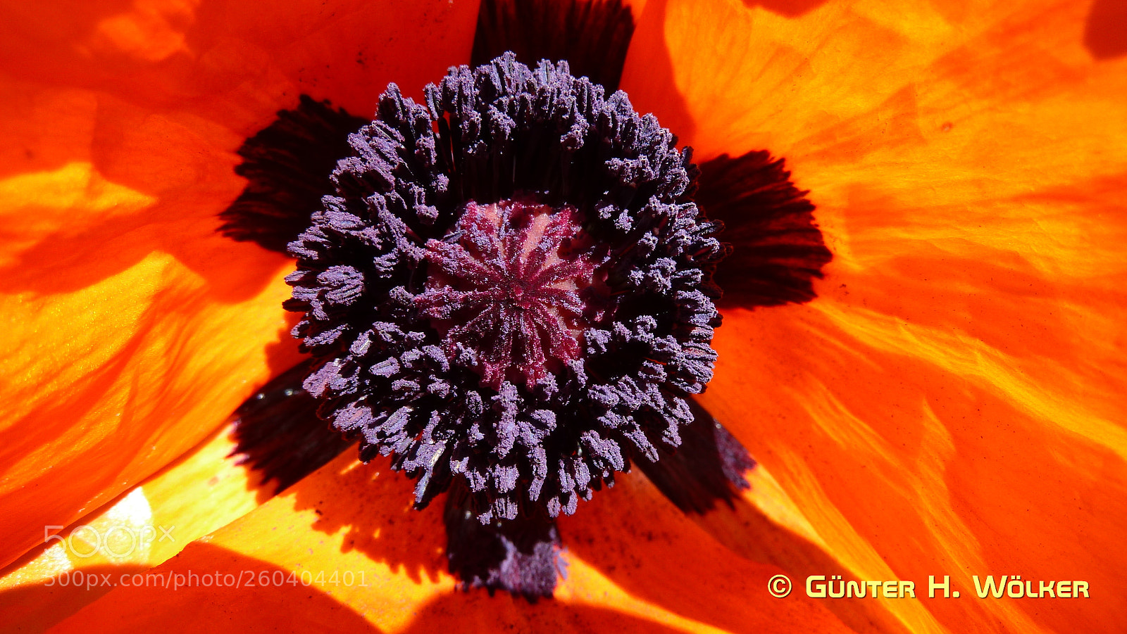 Panasonic Lumix DMC-ZS7 (Lumix DMC-TZ10) sample photo. Orientalischer mohn 'brillant' papaver photography
