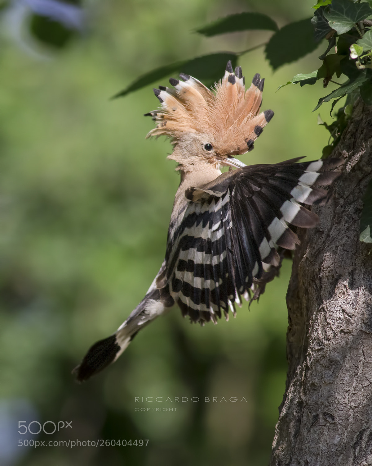 Canon EOS 70D sample photo. Hoopoe photography
