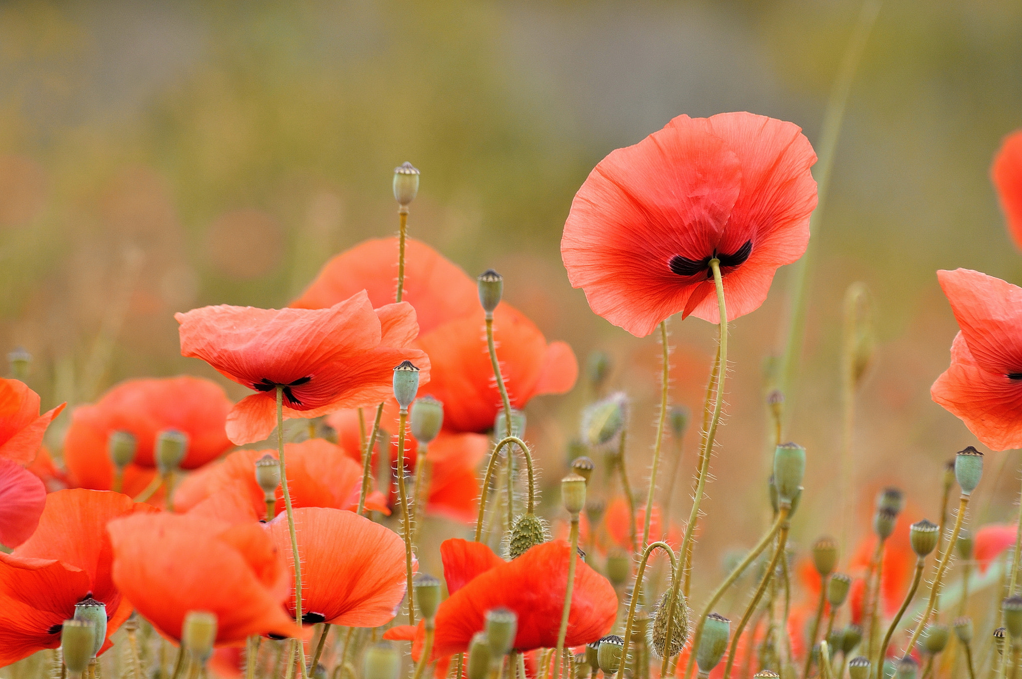 Nikon D5000 sample photo. Poppies photography