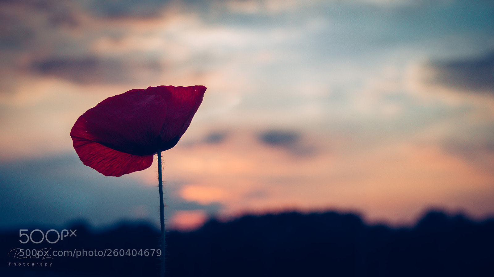 Sony SLT-A58 sample photo. Moody poppy photography