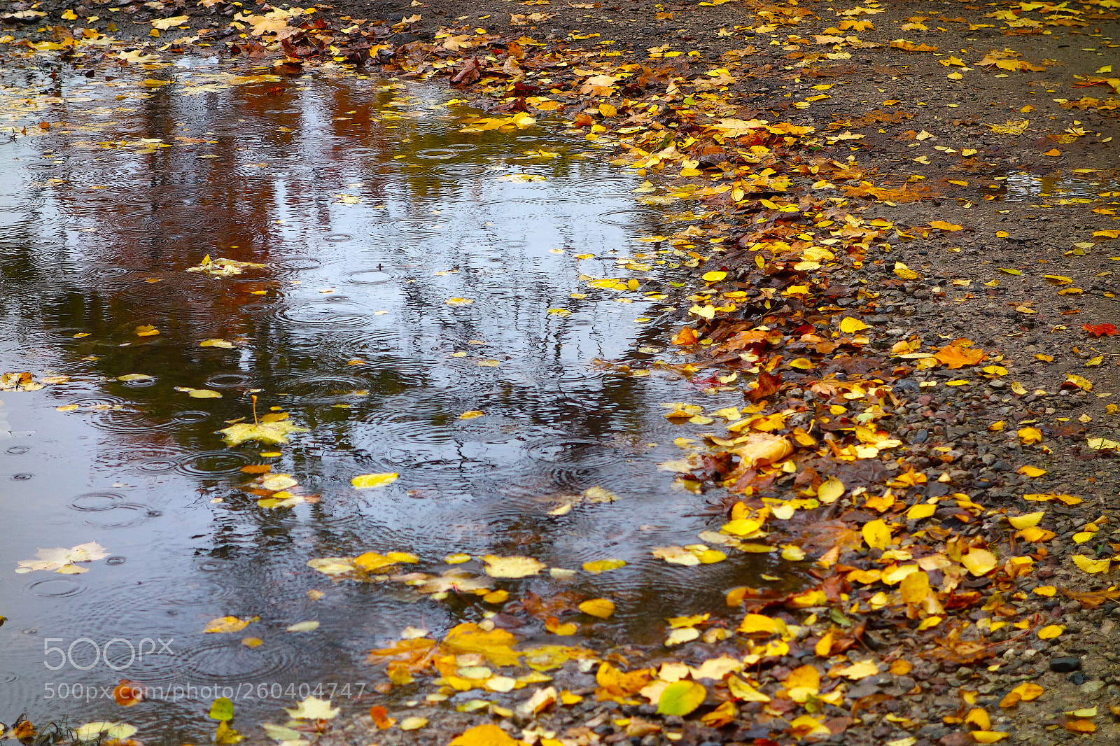 Sony Cyber-shot DSC-RX100 sample photo. осень photography