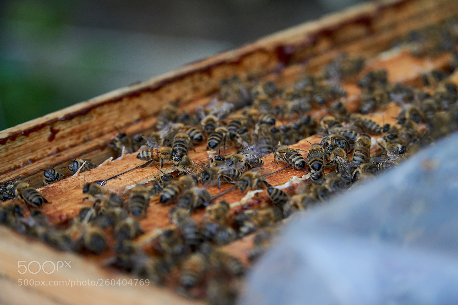 Sony a6000 sample photo. Bees photography