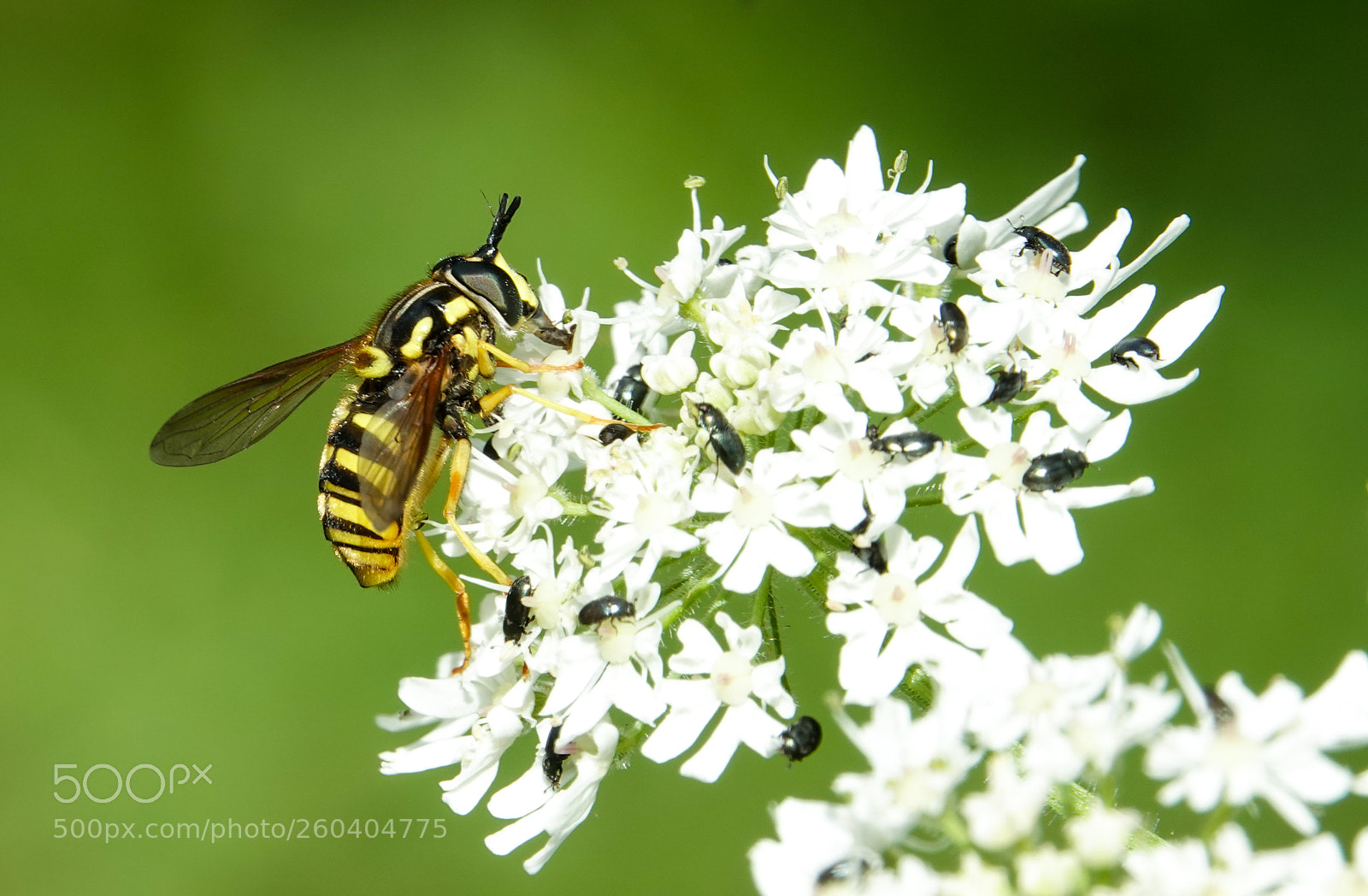Sony Cyber-shot DSC-RX10 IV sample photo. Bee :-) photography
