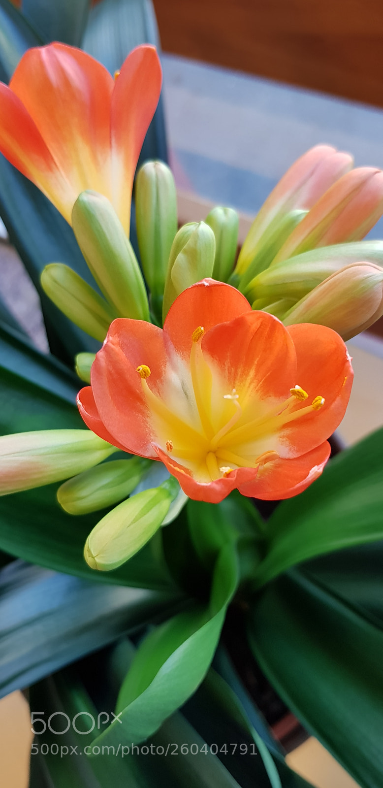 Samsung Galaxy S8 sample photo. Exotic flower photography