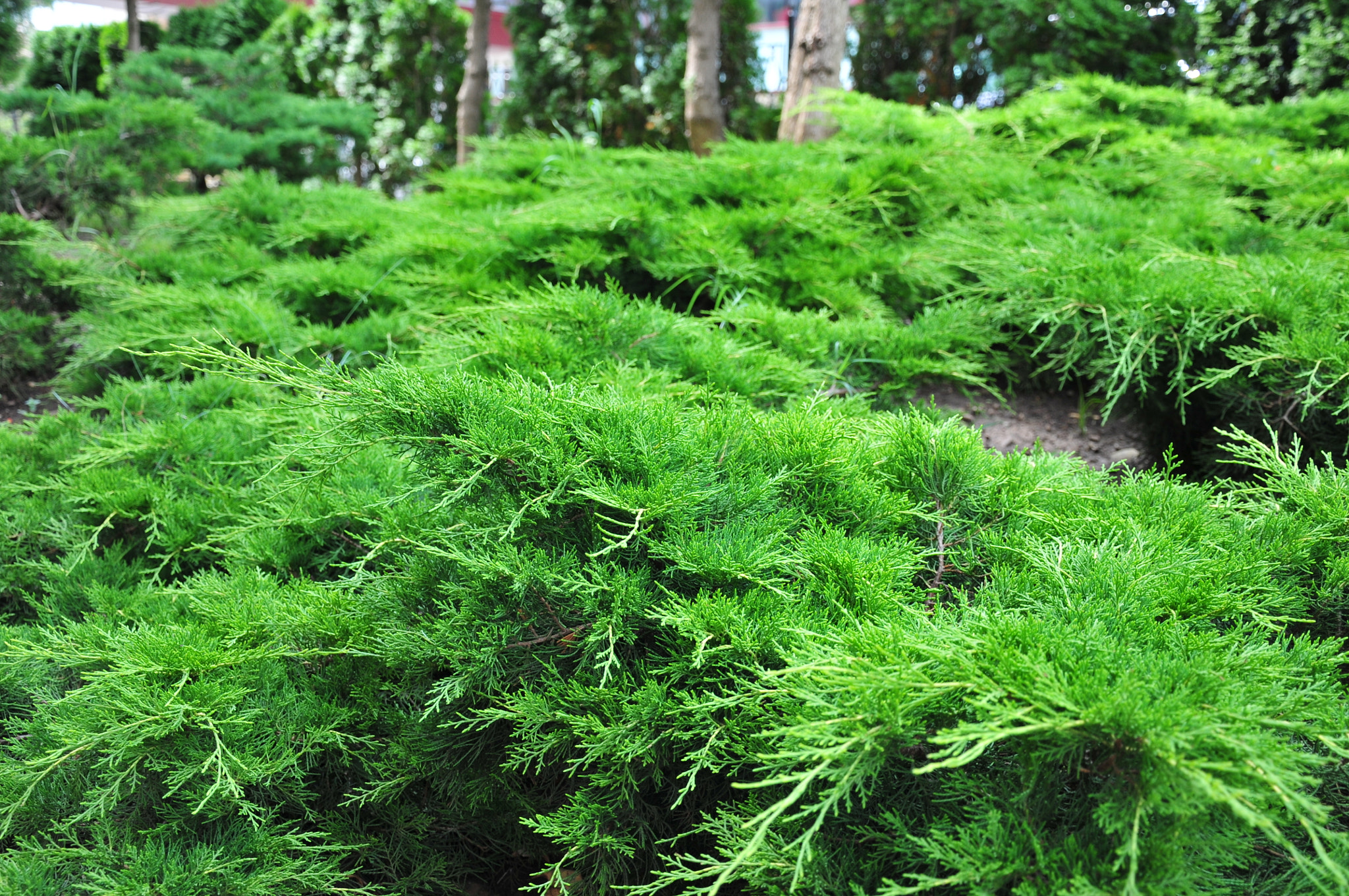 Nikon D300 sample photo. Park landscape photography
