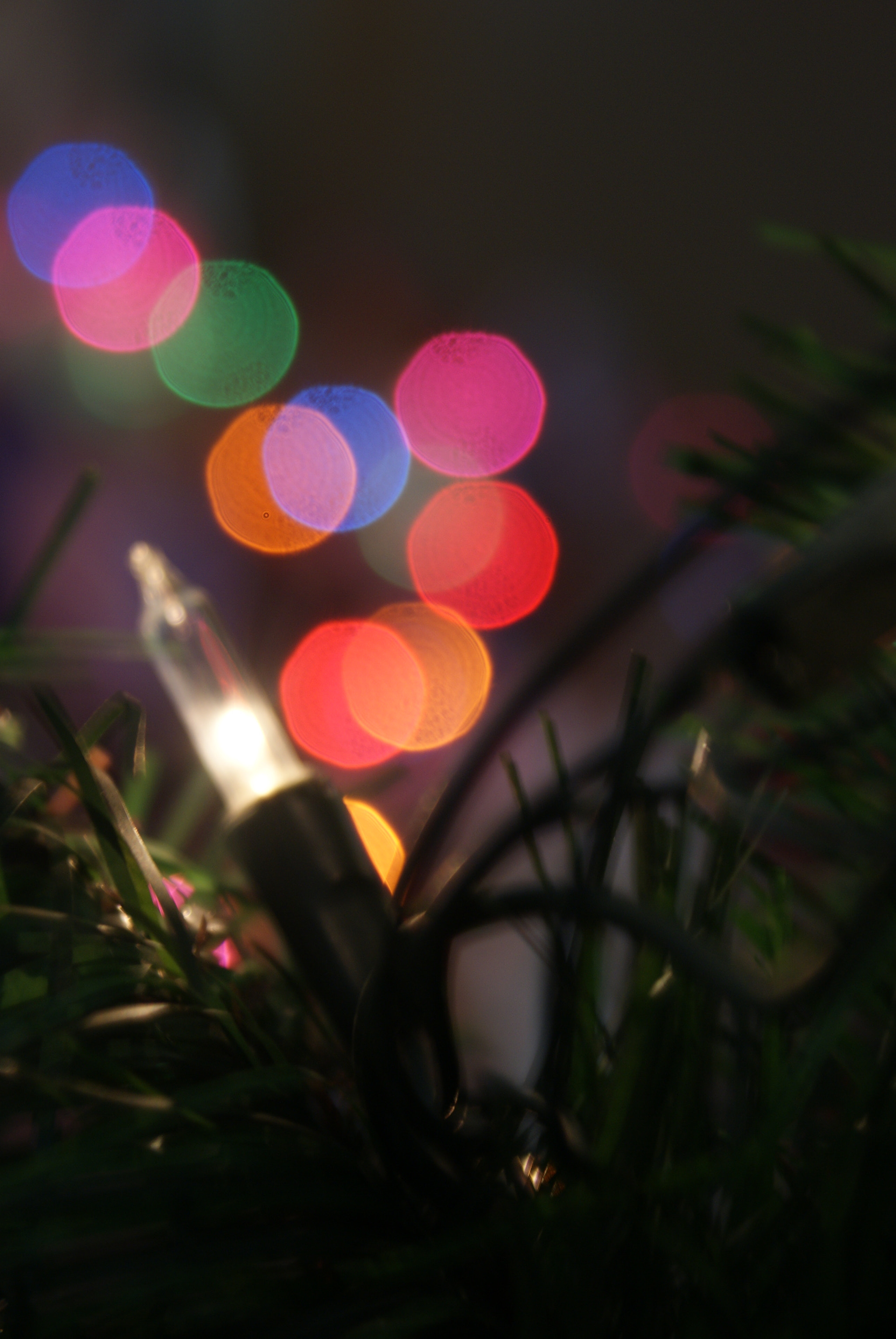 Sony Alpha DSLR-A200 sample photo. Luz✨ photography