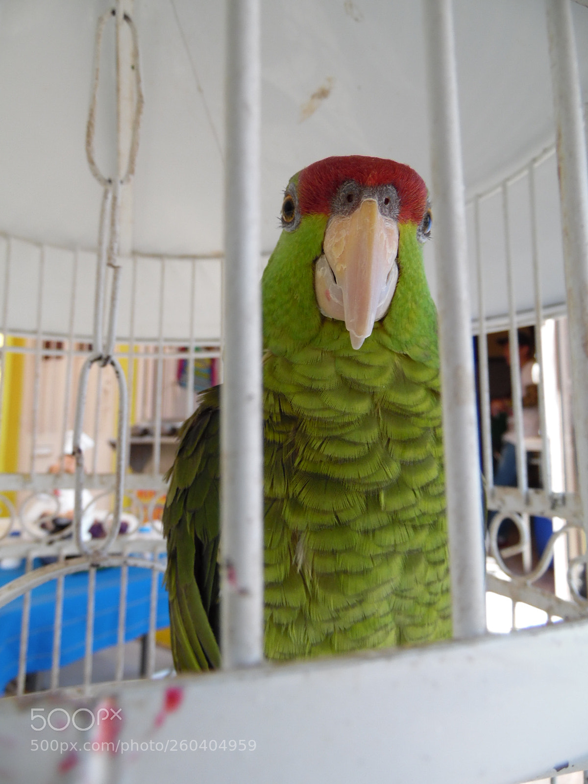 Samsung WB1100F/WB1101F/WB1102F sample photo. Parrot photography
