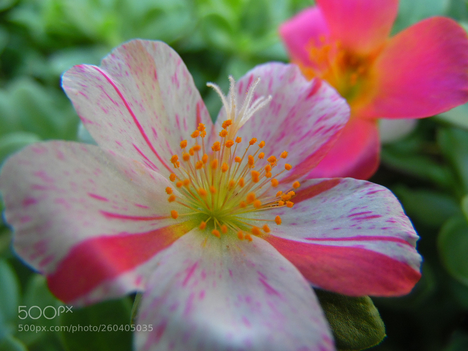 Samsung WB1100F/WB1101F/WB1102F sample photo. Colorful flowers photography