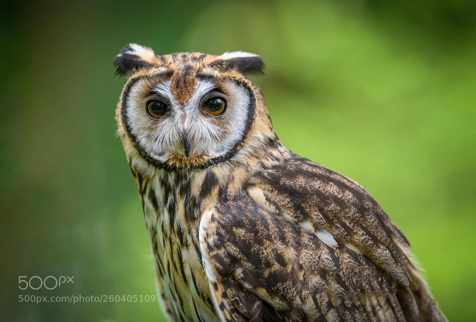 Nikon D850 sample photo. Mexican striped owl portrait photography