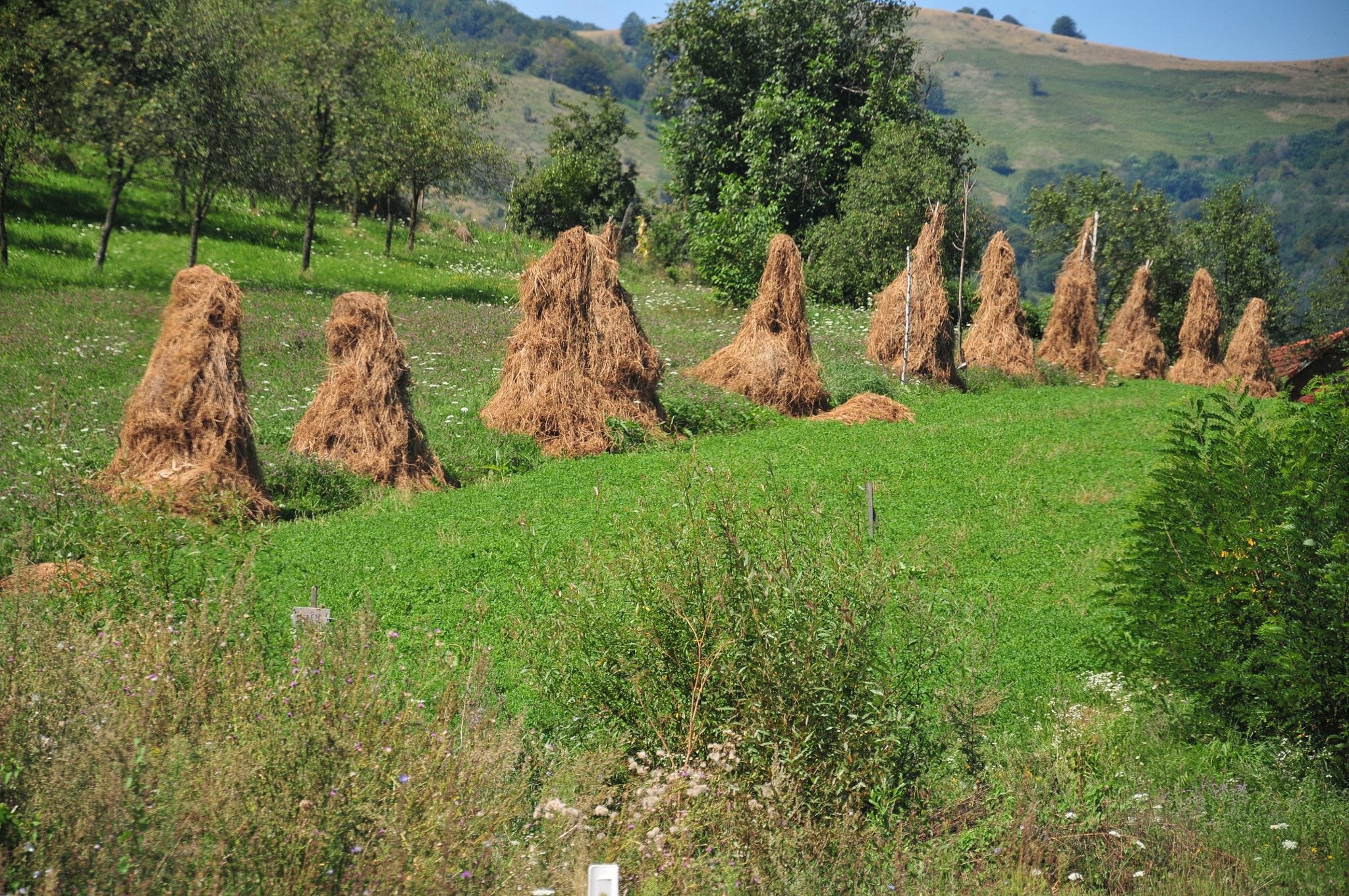 Nikon D300 sample photo. Hay landscape photography