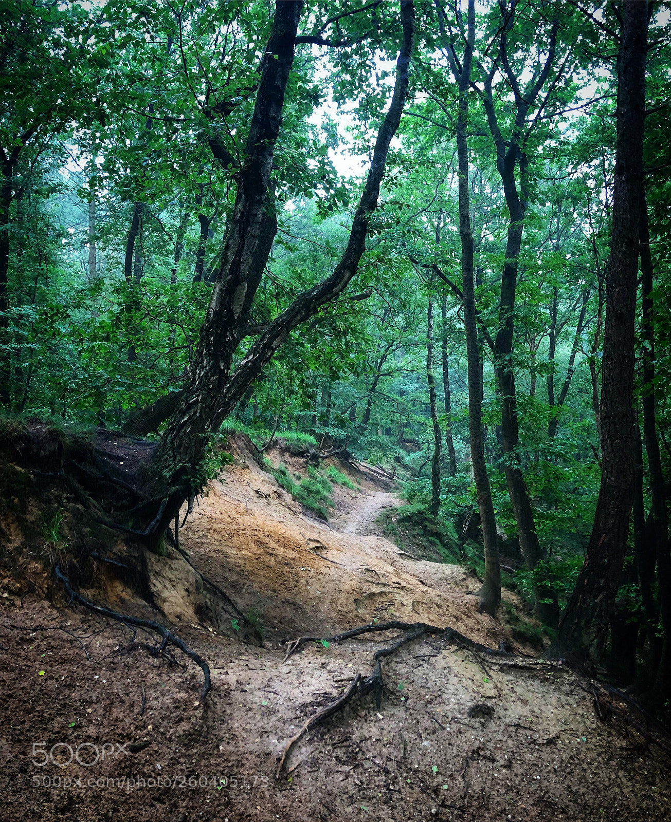 Apple iPhone 8 sample photo. Preceded by the elements photography