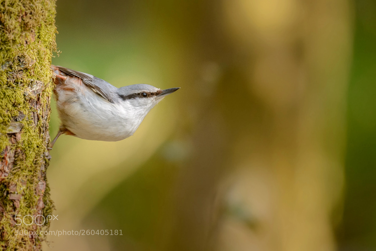 Nikon D7100 sample photo. Eurasian nuthatch dsc_0893 photography