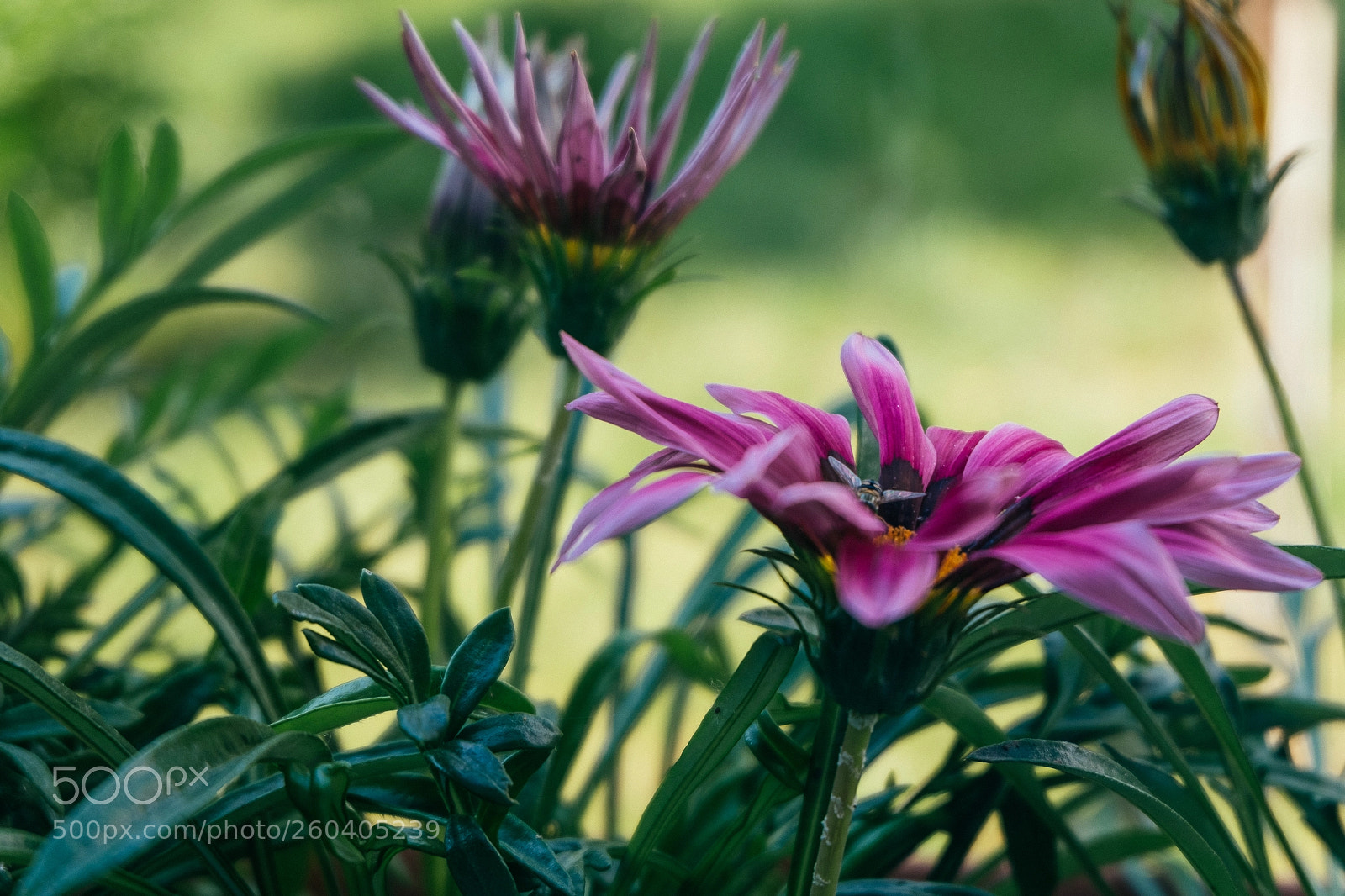 Fujifilm X-T20 sample photo. Spring photography