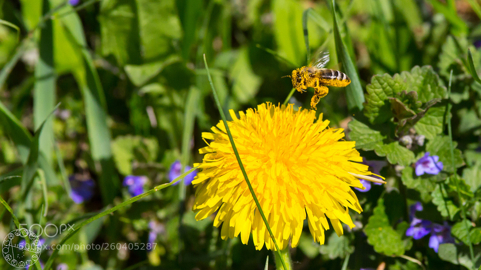 Canon EOS 6D sample photo. Sneezi beesi photography