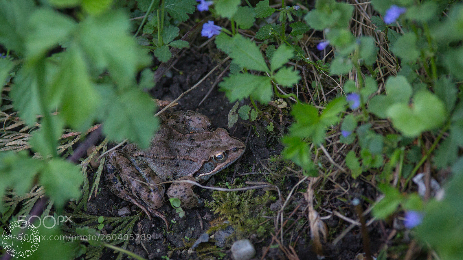 Canon EOS 6D sample photo. Enjoying domestic wilderness photography