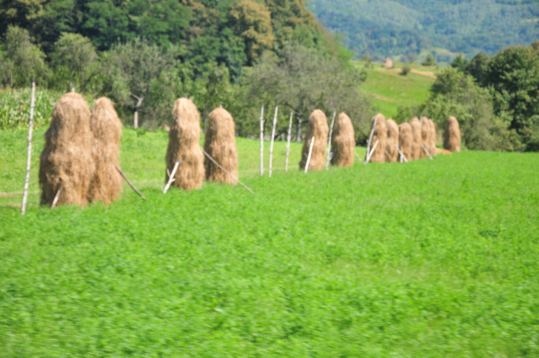 Nikon D300 sample photo. Hay landscape photography