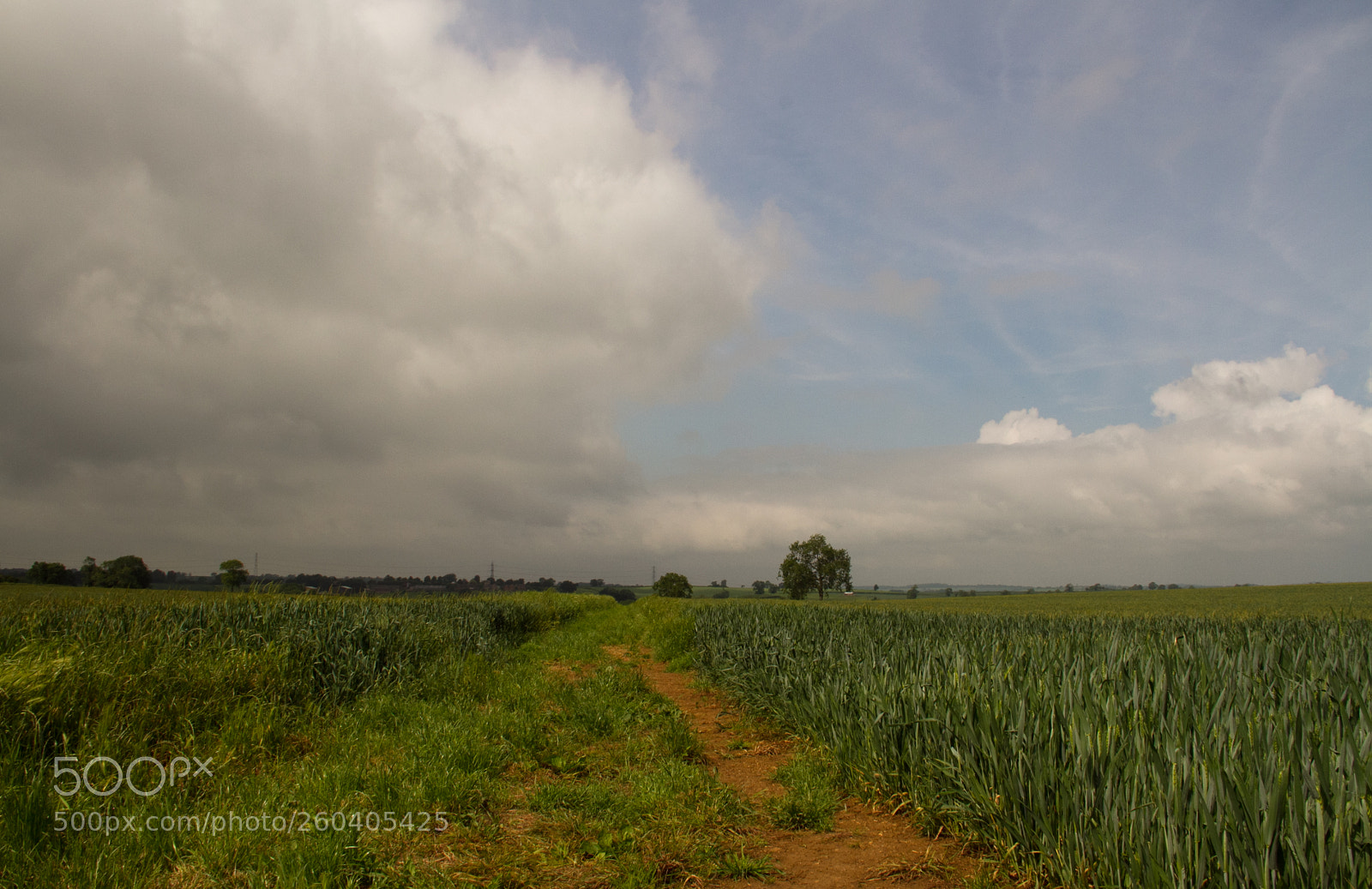 Canon EOS 7D sample photo. Summer field photography